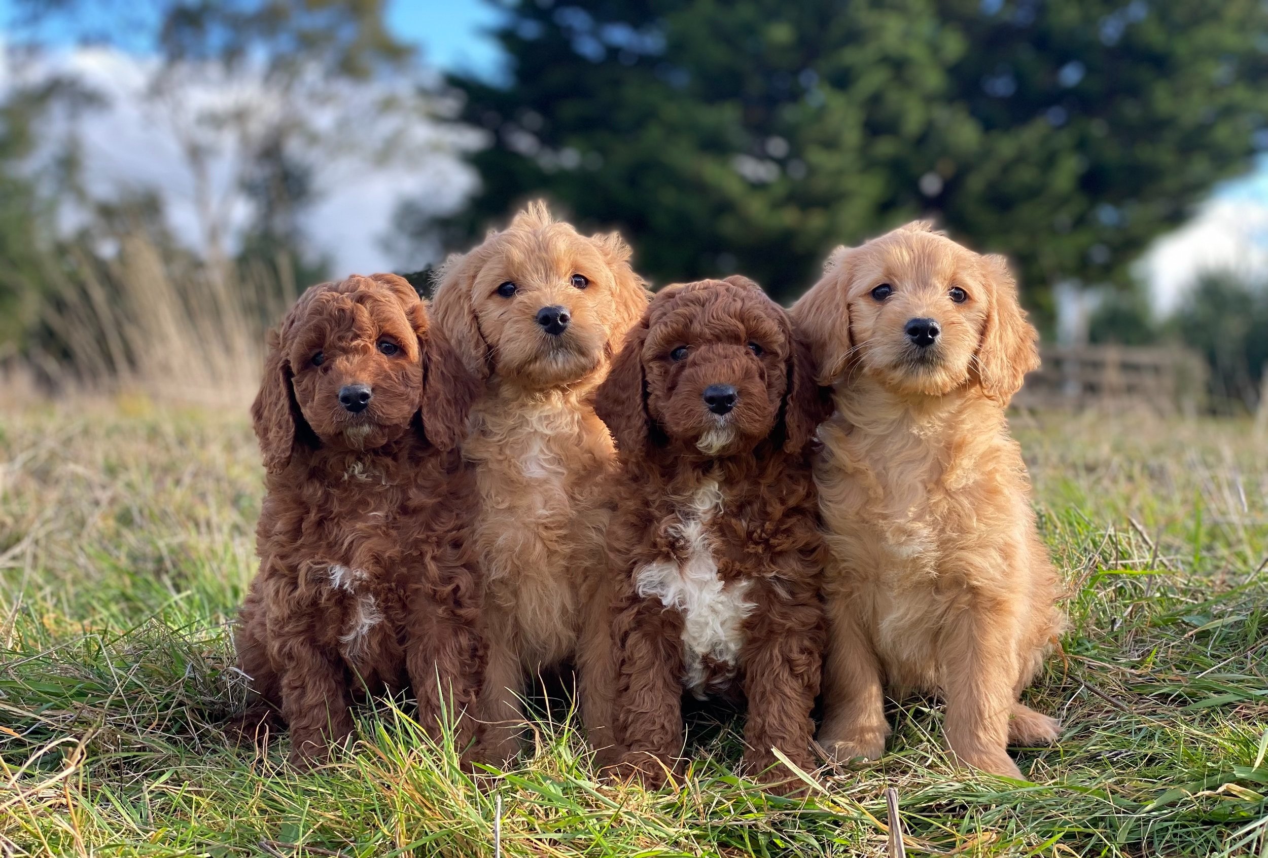 Bichon Frise Puppies: Grooming and Care
